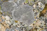 Lichen